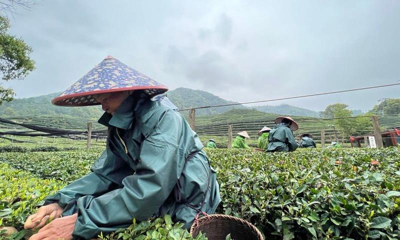一场跨越鸿沟的技艺对谈,炒茶师傅的15年绿茶情缘