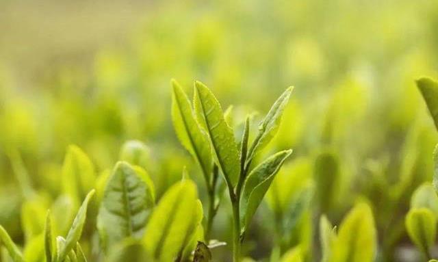 春茶就是春天的茶？小心，也许你喝的是“假”春茶！