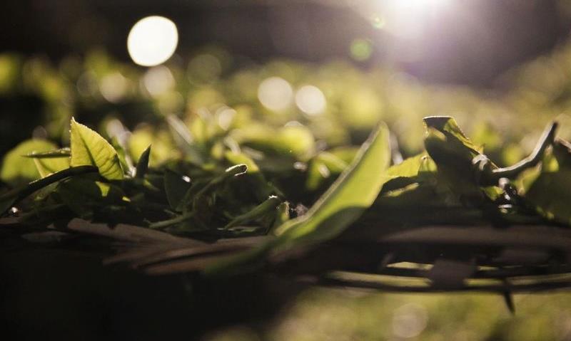 春茶进行时:春茶局,俊仲号不缺席