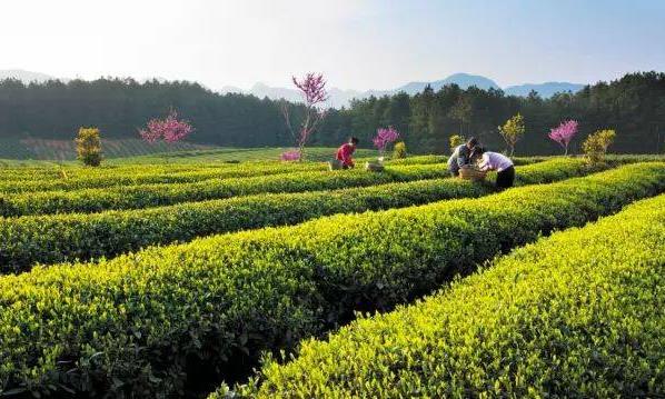 都匀毛尖与信阳毛尖谁更胜一筹？