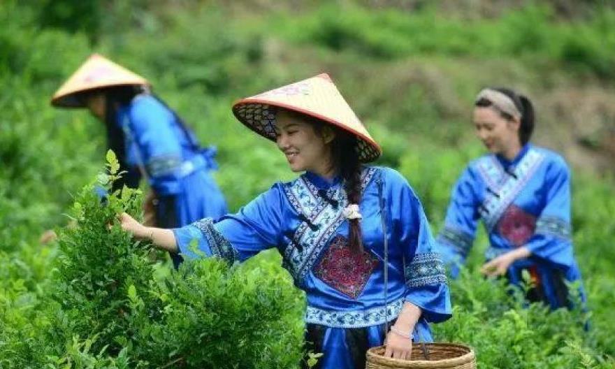 奇妙张家界:有茶,莓茶,请喝茶