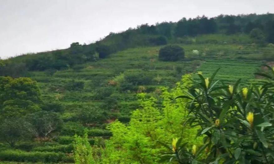 再贵的饮料，也不如一杯茶