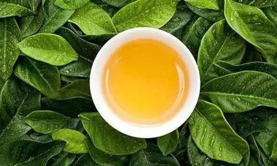 茶叶“苦尽甘来”的秘密