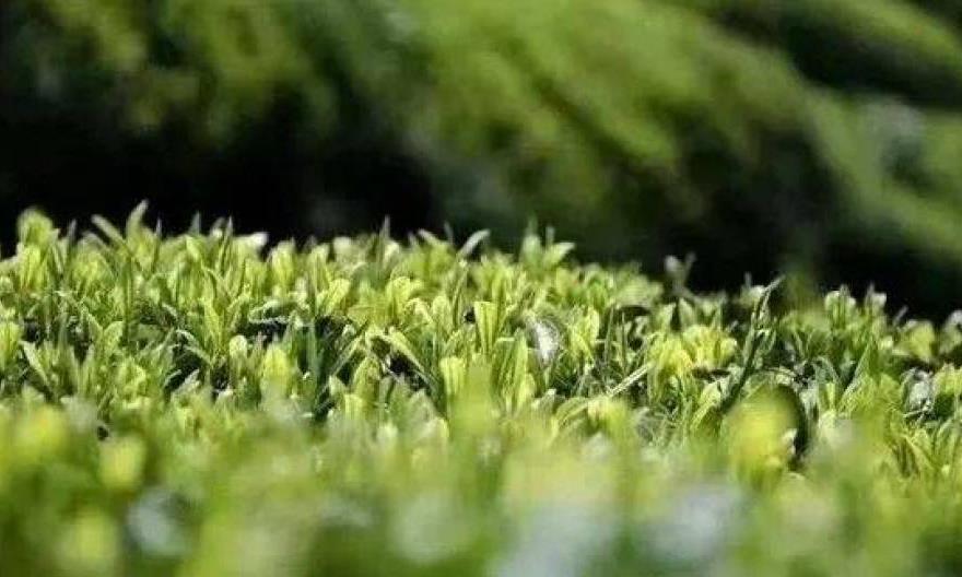 难怪说南方茶叶比北方好，原来如此