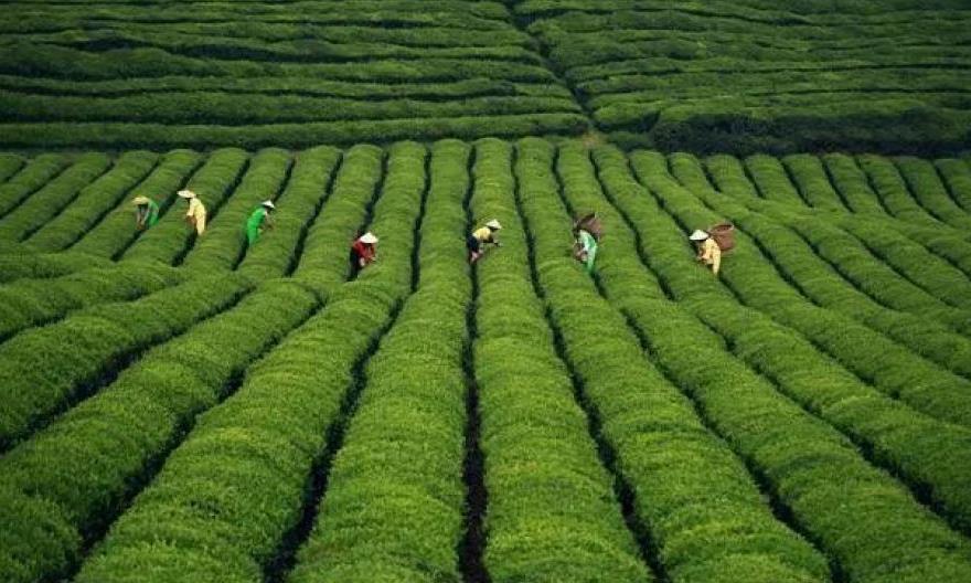 “中国十大最美茶乡”湄潭：茶叶变金叶，富裕一方百姓