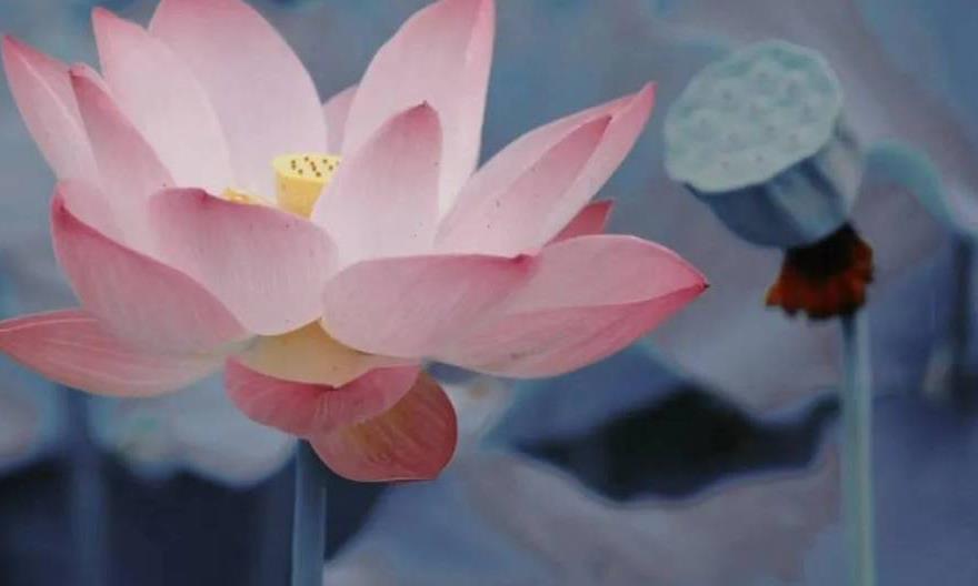 周末居家：夏天很热，更要喝热茶