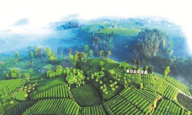 春茶将至，教你如何辨别鱼目混珠的“套路茶”