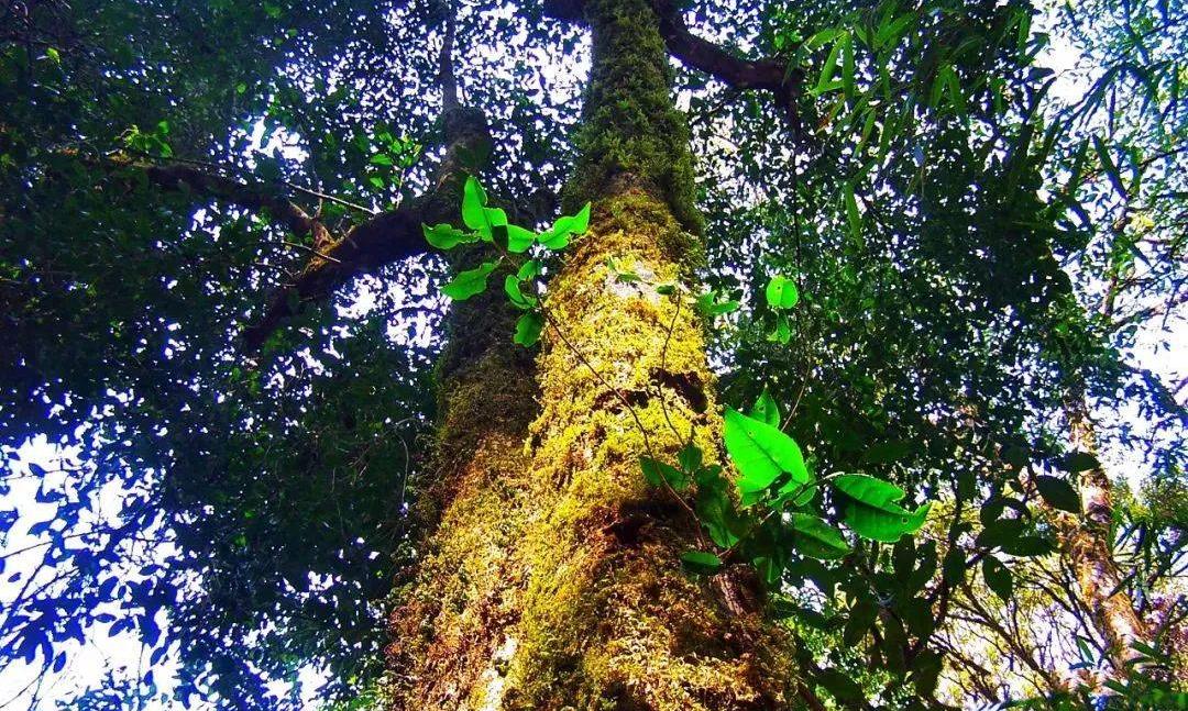 一杯临沧普洱茶，何以香名远天下？