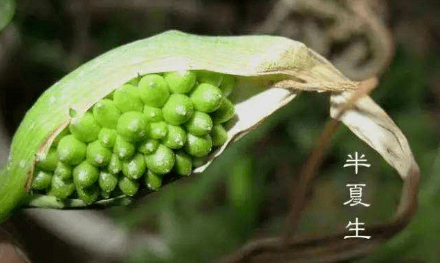 夏至时节的一杯“应季茶”！