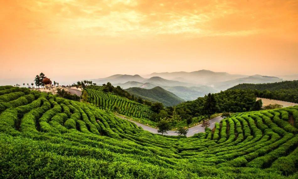 信阳毛尖何以被誉为“十大名茶”，该怎么放心选购呢？