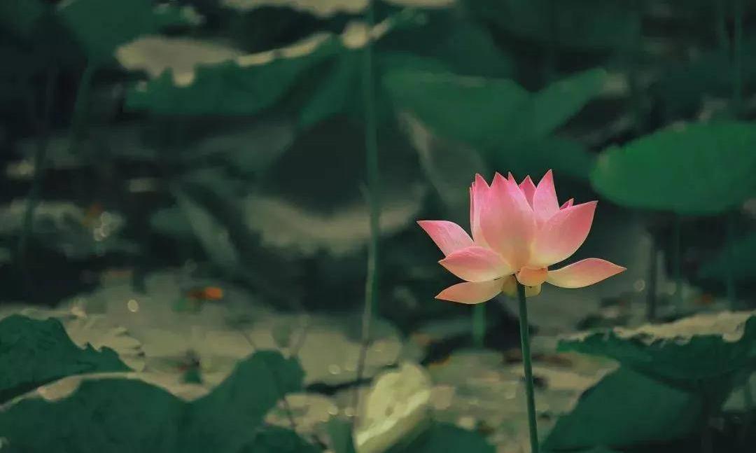 三伏天，把茶喝够，把汗出透