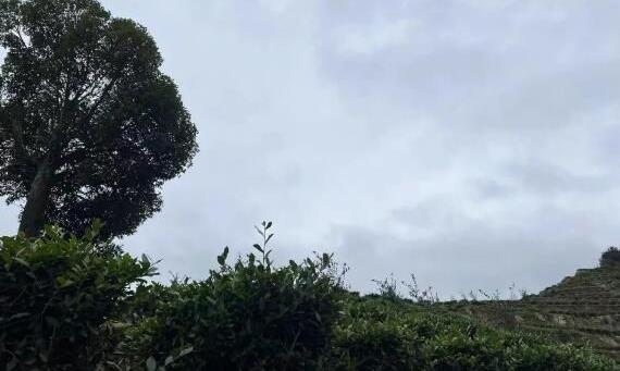 铁观音花香之冠