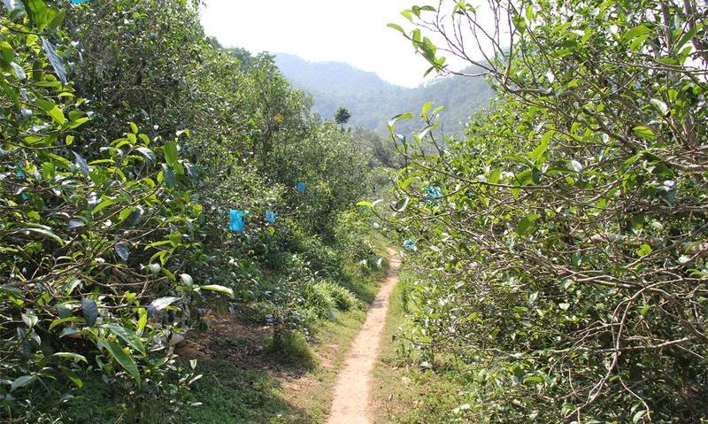 藤条茶主要分布在那些地区呢？