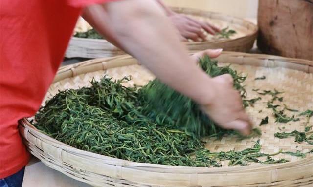 决定普洱茶品质好坏的关键是什么？