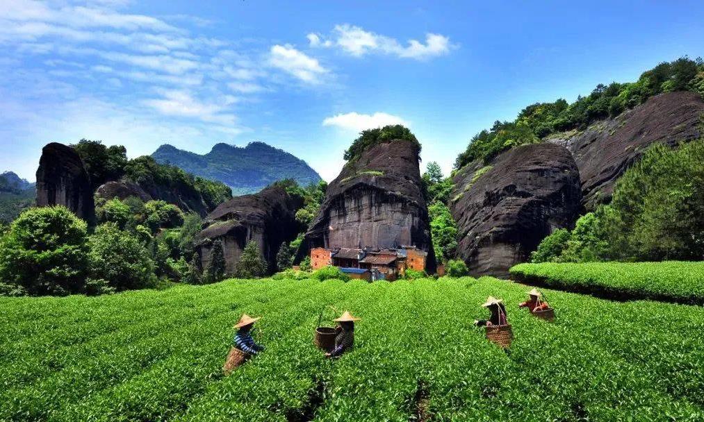 武夷山肉桂，奇香异质