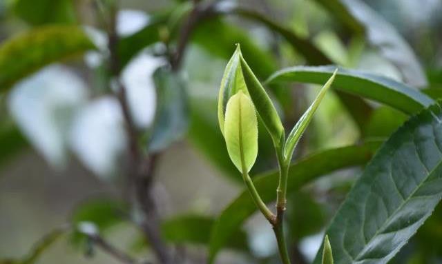 茶多酚是什么，有什么作用