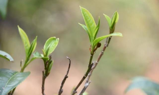 喝茶的最大好处是什么