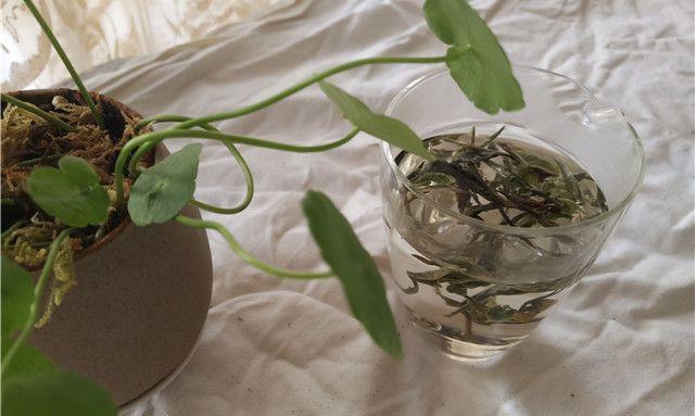 白茶有去火的功效吗