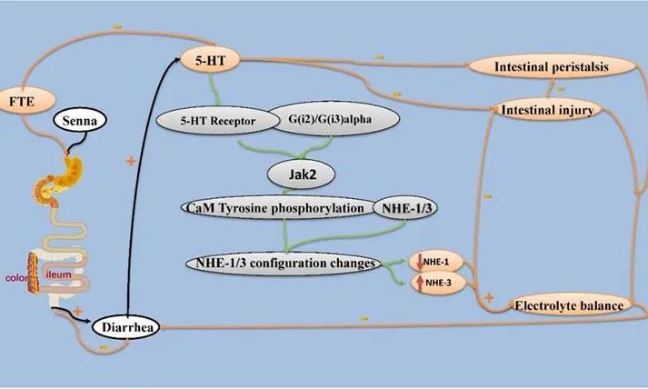 茯砖茶水提取物可通过抗炎作用改善小鼠腹泻