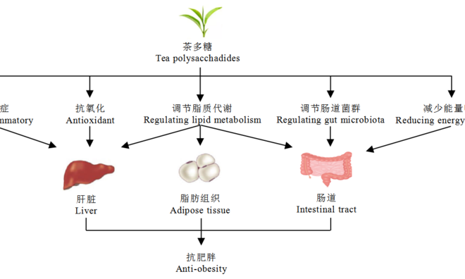 茶多糖调控肥胖作用研究进展