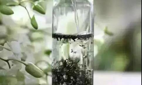 冷泡茶是时尚还是危害？