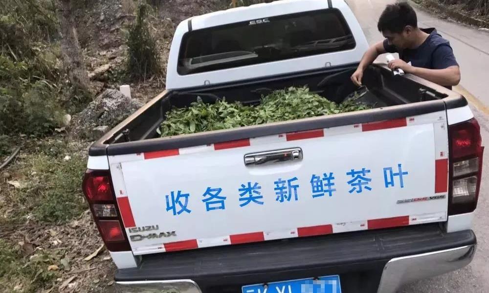 喝茶对肠胃竟然有这么大影响！