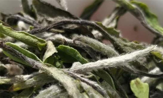 喝白牡丹茶的禁忌