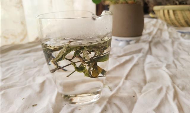 白牡丹茶的饮用功效!