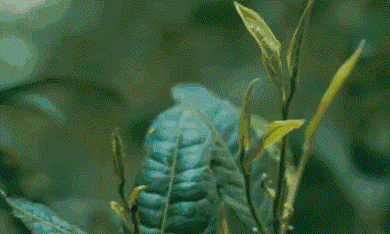 茶是怎么补充营养？