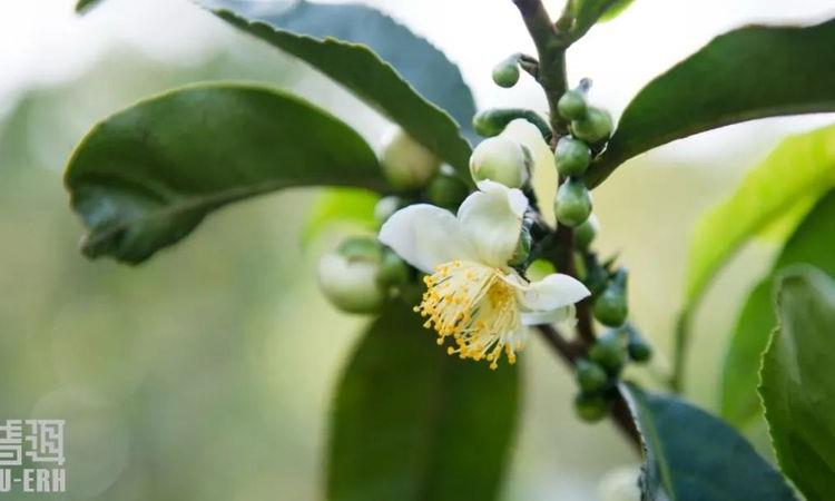 降血糖 普洱茶是专业的