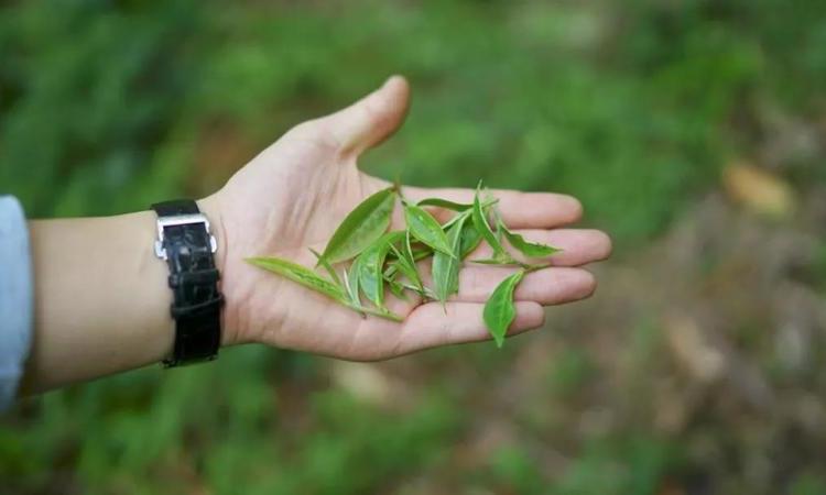 冬季喝什么茶去火？看这里