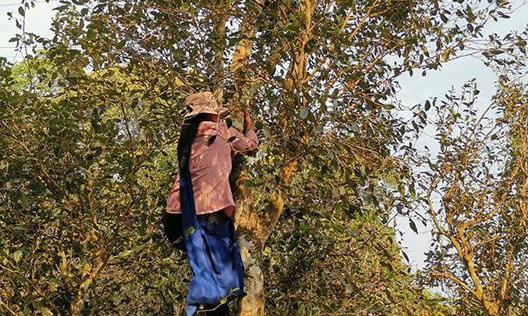 普洱茶的功效：抗氧化、减脂肪等