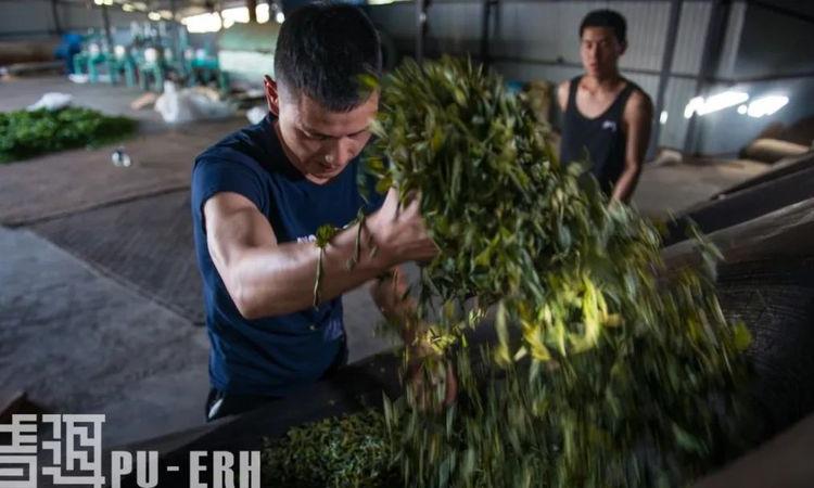 经验科学：茶为万病之药？
