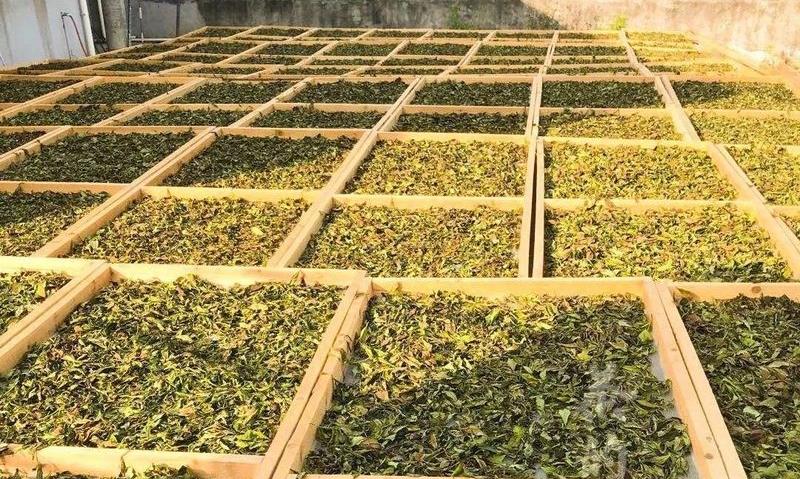 多喝老白茶，赶跑火气，身体舒畅