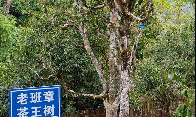 把这个推送给送过茶叶的朋友，喝起来吧，喝茶可以补脑...