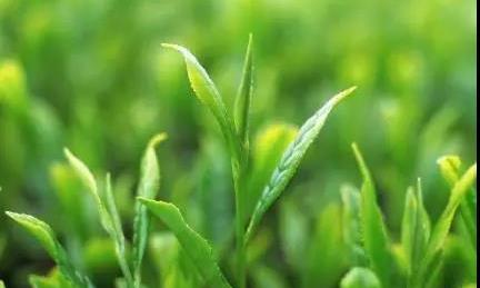 茶叶对身体健康的影响，你一定要知道