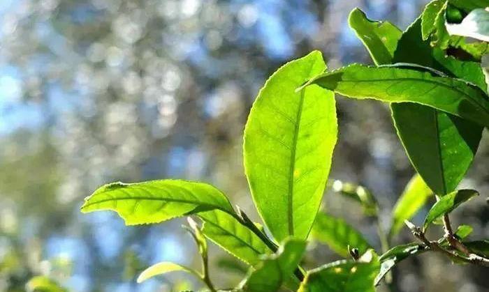 为什么普洱茶会成为茶人的终结者？