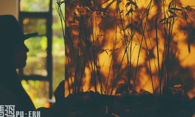 普洱茶是如何让人更加健康的?——初探普洱茶的植物营养素与次级代谢产物