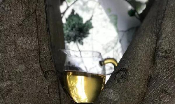 茶叶是如何保护人体器官的？