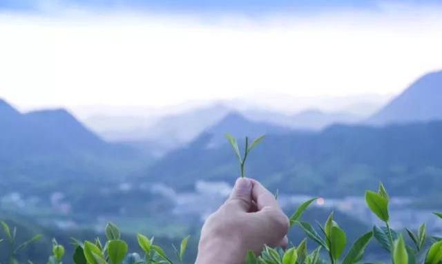 白茶为什么被称为“万病之药”？