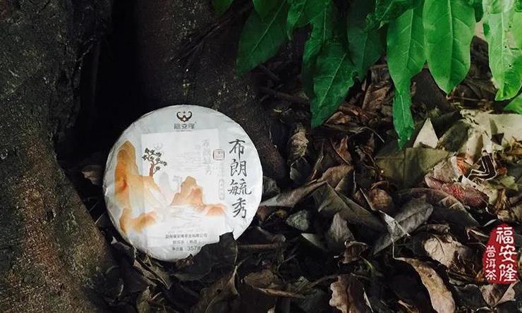 谁说普洱熟茶能“刮油”的?!