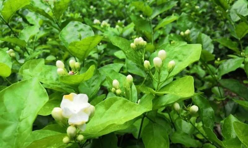 茉莉花茶是个宝？保健效果你知多少？
