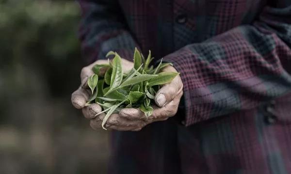 茶与健康 | 普洱茶神奇的功效来自于这些物质