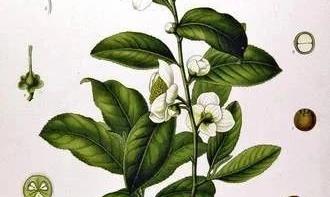 茶叶降血糖活性及对糖尿病的功效