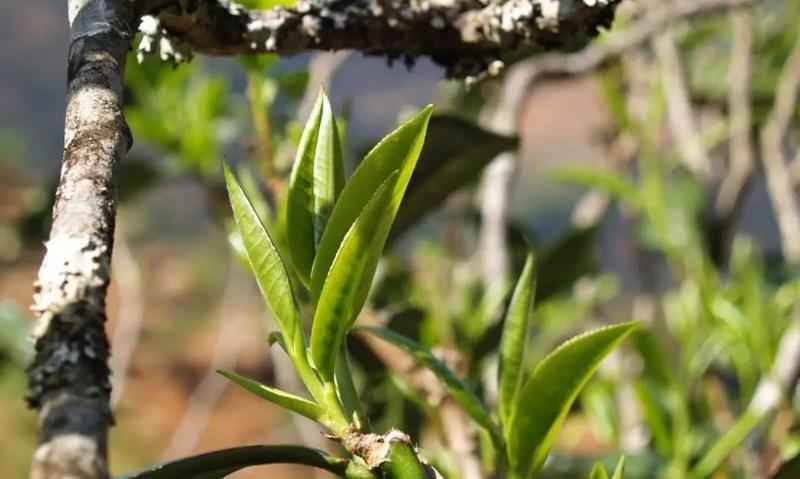 春天，用一杯茶让身心和花一起盛开