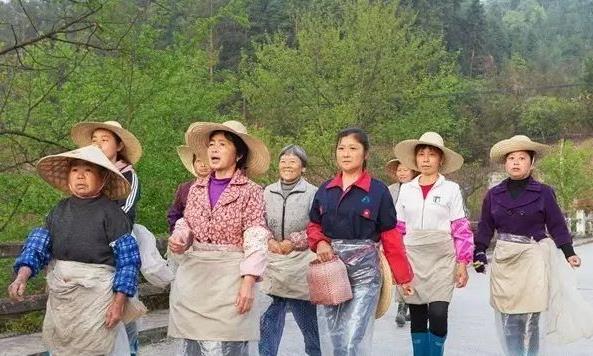 信阳毛尖到底有什么好喝的？为什么这么贵？