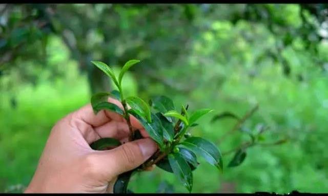 彩农茶：品鉴普洱－境界