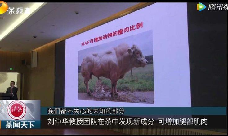 喝茶可以防止肌肉萎缩,乌龙茶排第一