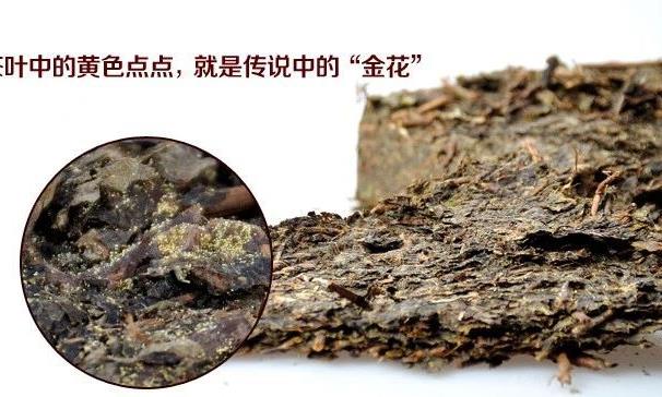 刘仲华院士团队说安化黑茶降尿酸作用及其机理