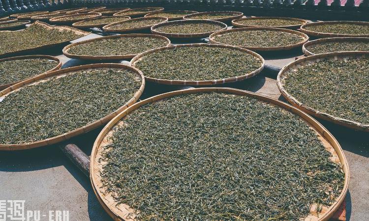 古茶树 中国茶的顶级资源